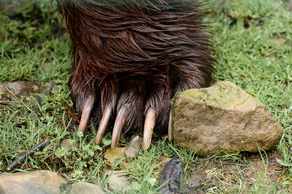 Brown bear paw and claws close up, predator and his weapon.