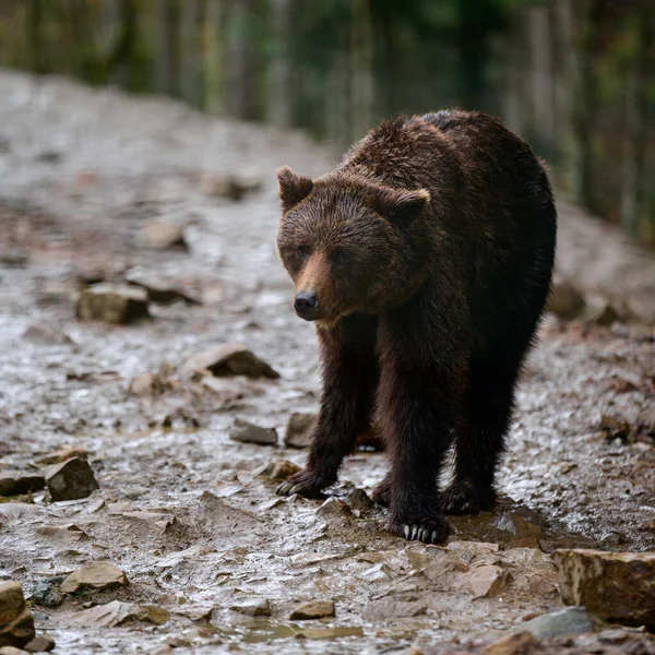Μια Μεγάλη Καφέ Αρκούδα Περπατά Μέσα Από Δάσος Αναζήτηση Τροφής — Φωτογραφία Αρχείου