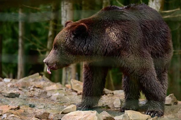 Velký Hnědý Medvěd Kráčí Lesem Hledá Jídlo Zimním Spánku Národní — Stock fotografie