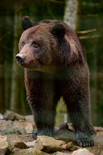 Přírodní Národní Park Ukrajiny Synevyrská Polyana Její Obyvatelé Medvědi Hnědí — Stock fotografie