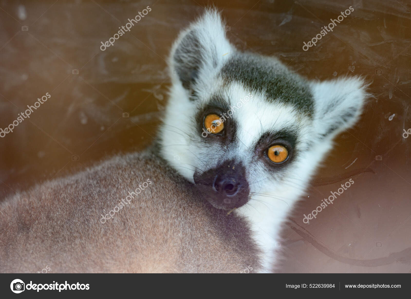 Lemur Con Una Mirada Severa Aterradora Primate Zoológico Nuevo