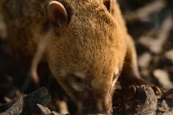Nasua Ett Släkte Köttätande Däggdjur Tvättbjörnsfamiljen Procyonidae Släktet Små Däggdjur — Stockfoto