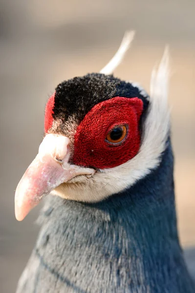 耳の青いキジを閉じると ケージでキジ 鳥類や動物園 厚い青い鳥の抵抗でキジ — ストック写真