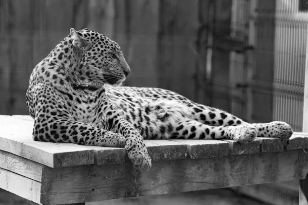 Léopard Extrême Orient Vie Dans Zoo Zoo Ukraine Une Espèce — Photo