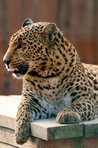 Spotted African Geopard Wild Big Pussy Zoo Slave Zoo — Stock Photo, Image