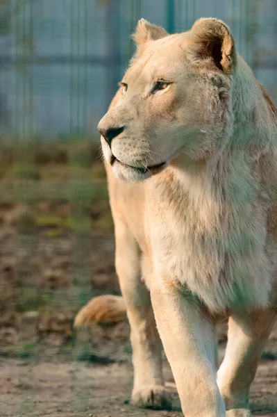 Seltene Und Bedrohte Arten Weißer Löwen Der Zoo Und Die — Stockfoto