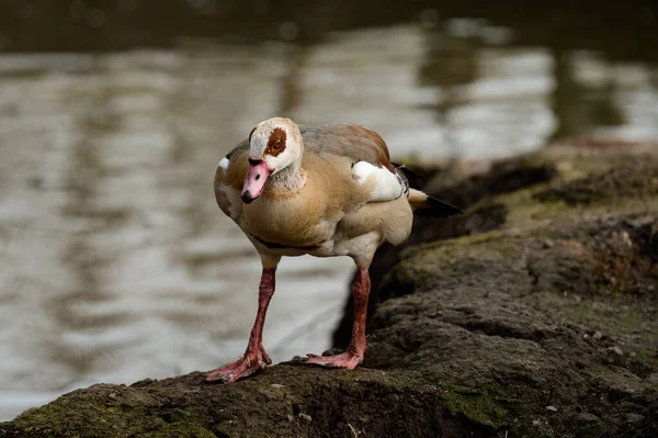 stock image Duck at the local zoo near the pond, birds and migratory birds at the zoo.