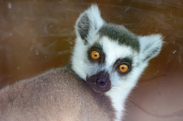 Lemur Stern Scary Look Primate Zoo New — Stock Photo, Image