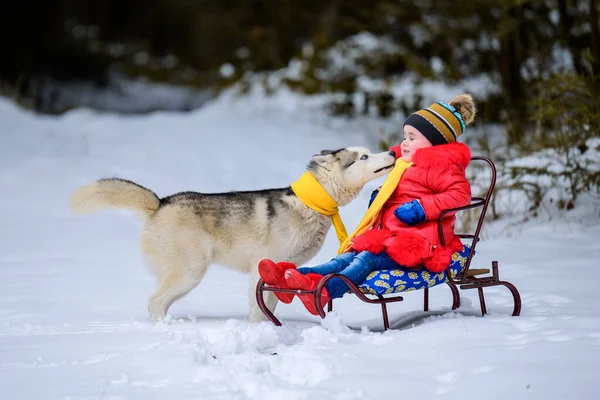 Linda Niña Sentada Trineo Con Husky Siberiano Una Mascota Con — Foto de Stock