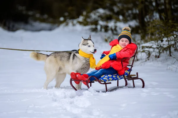 Nettes Kleines Mädchen Auf Einem Schlitten Sitzend Mit Ihrem Siberian — Stockfoto
