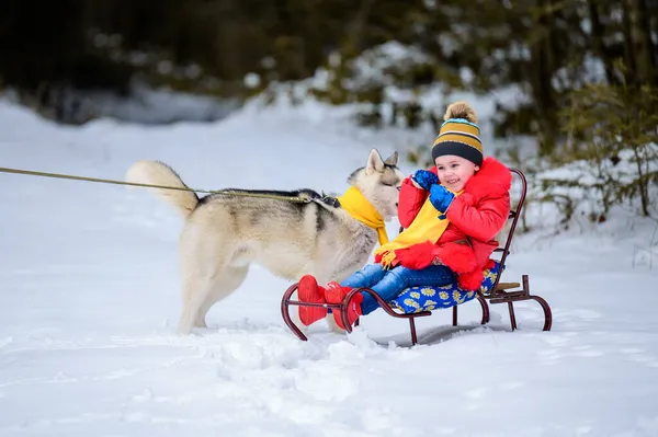 Ein Mädchen Auf Einem Schlitten Spielt Mit Ihrem Haustier Husky — Stockfoto