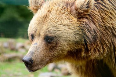 Bir ayının yakın plan portresi, kahverengi ayı kafası, büyük ayı gözleri, ormandaki ayı.
