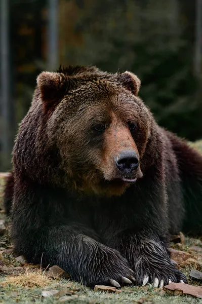 Mladý Medvěd Hnědý Karpatských Lesích Ukrajiny Medvěd Ležící Skále — Stock fotografie