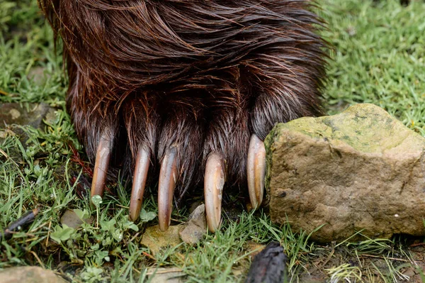 Brown bear paw and claws close up, predator and his weapon.