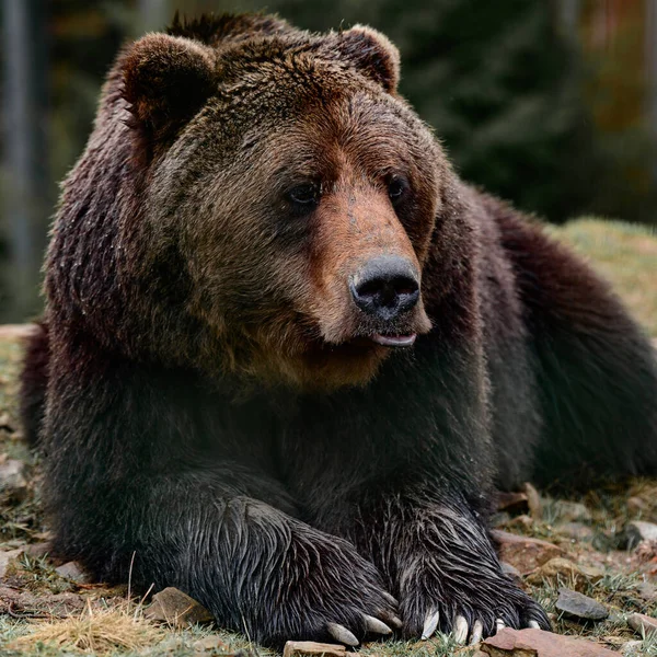 Молодой Бурый Медведь Карпатских Лесах Украины Медведь Лежащий Скале — стоковое фото