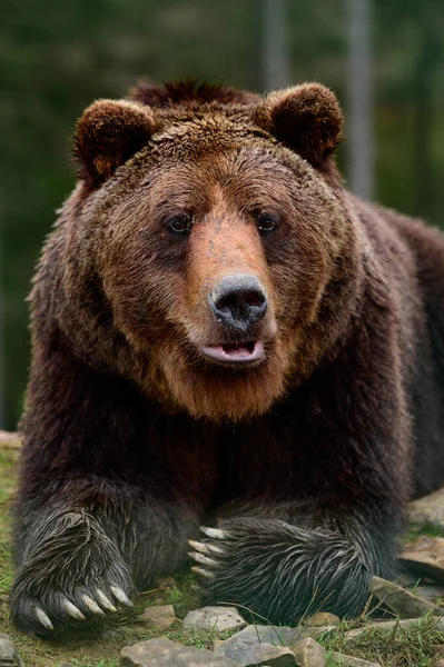 Бурый Медведь Дикое Опасное Животное Отдых После Прогулки Медведи Синевирской — стоковое фото