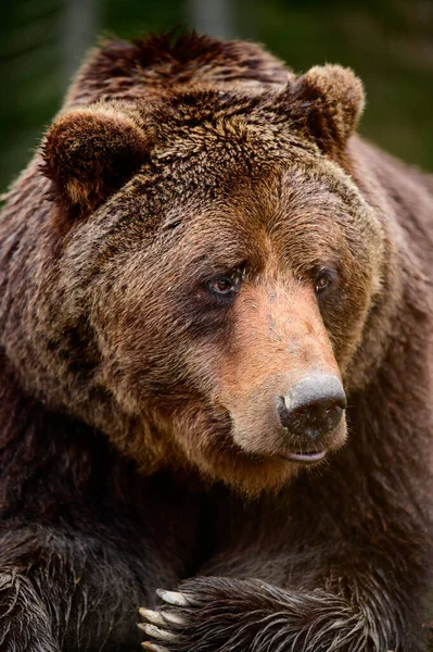 Brown bear is a wild and dangerous animal, rest after a walk, bears of Synevyr glade in the Carpathians, early spring in the national park.