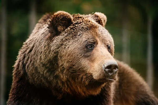 Oso Pardo Animal Salvaje Peligroso Descanso Después Paseo Osos Synevyr — Foto de Stock