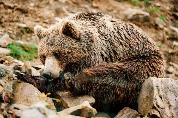 棕熊是一种野生动物和危险的动物 散步后休息一下 在喀尔巴阡山脉的Synevyr冰川上 在国家公园的早春 — 图库照片