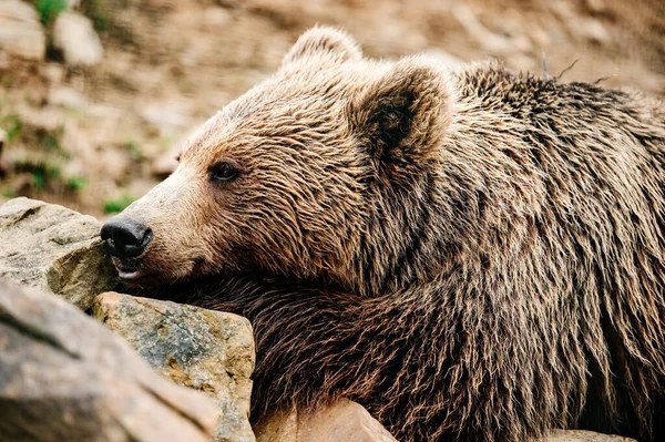 Barna Medve Közelről Nagy Masszív Erdei Ragadozó Veszélyes Állat Emberre — Stock Fotó