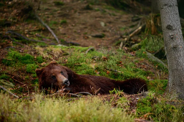 在森林里散步的大棕熊的画像 一只在森林里的熊 森林里的居民 — 图库照片