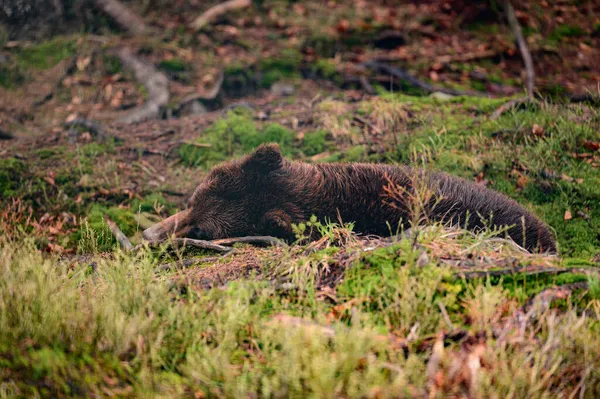 Brązowy Niedźwiedź Spacerze Poszukiwaniu Pożywienia Niedźwiedź Hibernacji Duże Łapy Pazury — Zdjęcie stockowe