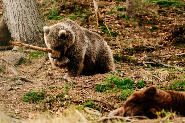 Ένα Παιχνιδιάρικο Αρπακτικό Ένα Ξύλινο Ραβδί Μια Αρκούδα Που Κρατά — Φωτογραφία Αρχείου