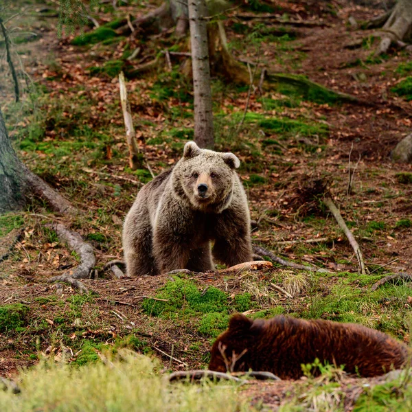 Бурый Медведь Горах Держит Палку Лапах Активный Отдых Животных Лесу — стоковое фото