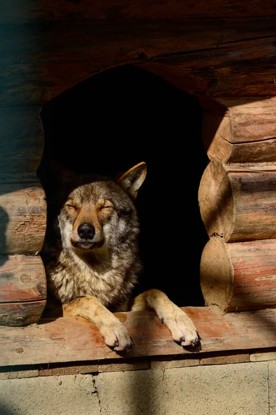 Karpatští Vlci Zoologické Zahradě Divocí Dravci Zajetí Synevyr Ukrajině — Stock fotografie