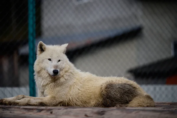 Lupi Carpatici Nello Zoo Predatori Selvatici Cattività Radura Synevyr Ucraina — Foto Stock