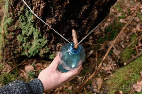 Birkensaft Frühjahr Sammeln Nützlicher Und Schmackhafter Natürlicher Saft Saft Wald — Stockfoto