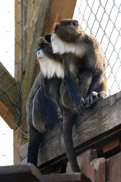 Brazza Monkey Cercopithecus Zanectus Africa Captivity Isolated Moth Zoo Zoo — Stock Photo, Image