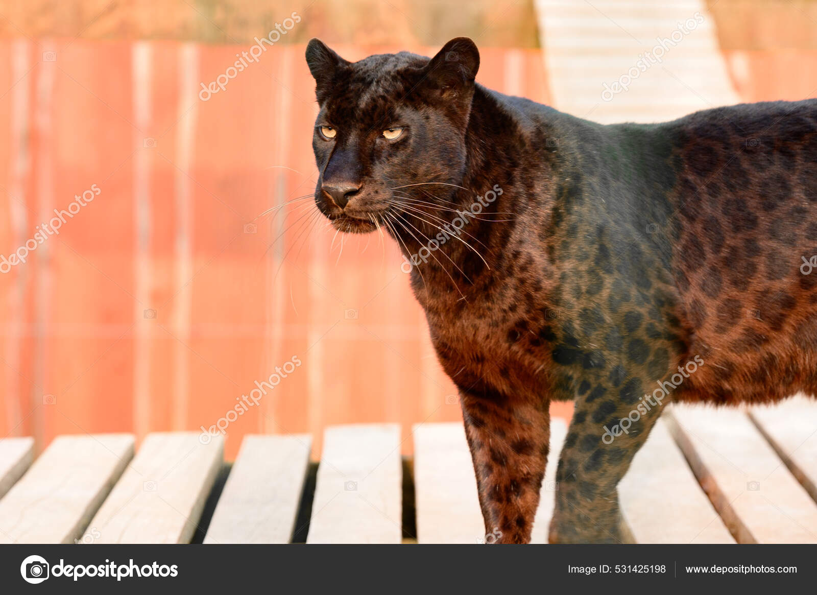 Pantera Manchada Depredador Peligroso Pantera Zoológico Zoológico Limpopo —  Foto de stock #531425198 © NIKO_Cingaryuk, image size:1600x1165