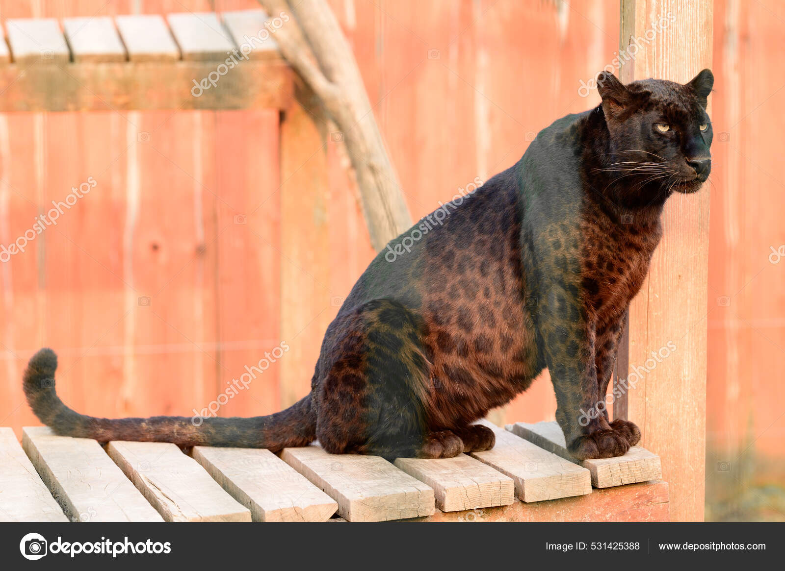 Pantera Manchada Depredador Peligroso Pantera Zoológico Zoológico Limpopo —  Foto de stock #531425388 © NIKO_Cingaryuk, image size:1600x1165