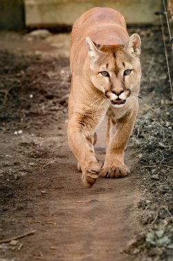Puma, güzel bir yırtıcı ve hayvanat bahçesinin sakini, tehlikeli bir hayvan, Ukrayna hayvanat bahçeleri.