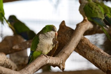 Hayvanat bahçesi kafeslerindeki papağan, renkli ve komik kuşlar, sıcak seven kuşlar. yeni