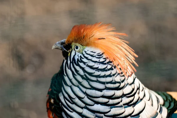 動物園のダイヤモンドキジ 鶏の数の鳥 色の鳥 長く縞模様の尾 — ストック写真