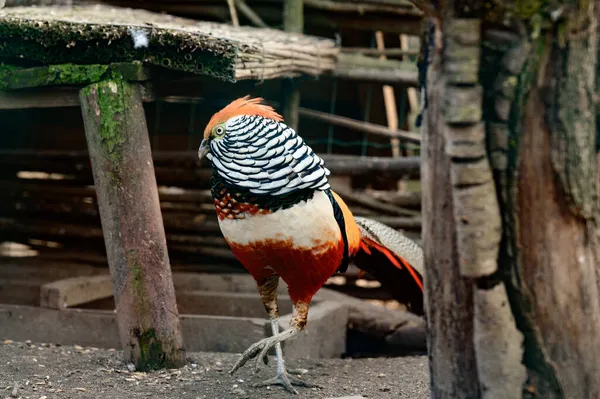 動物園のダイヤモンドキジ 鶏の数の鳥 色の鳥 長く縞模様の尾 — ストック写真