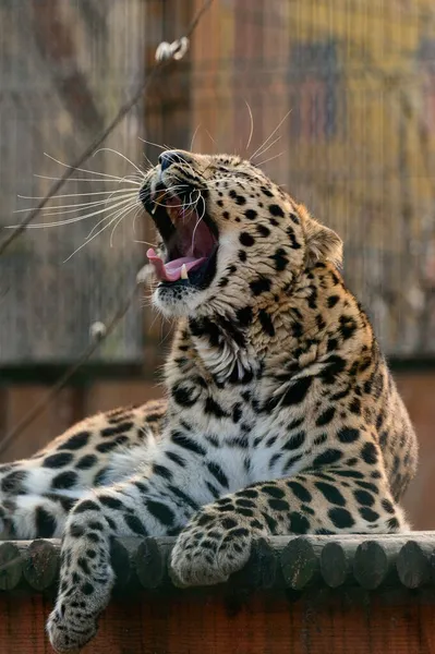 Spotted African Geopard Wild Big Pussy Zoo Slave Zoo — Foto de Stock