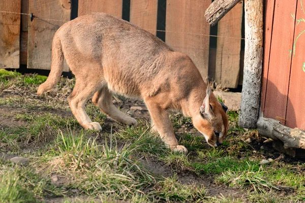 Close Caracal Rare Species Cat Walking Animal — Stock Photo, Image