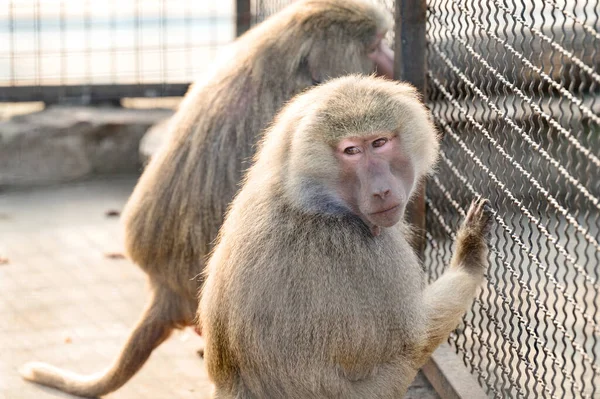 Babouin Hamadryad Dans Zoo Vie Animal Captivité Primates — Photo