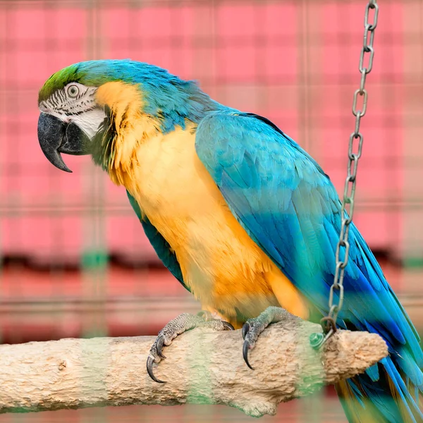 Blue Yellow Macaw Parrot Zoo Resident Attractive Parrot — Stock Photo, Image
