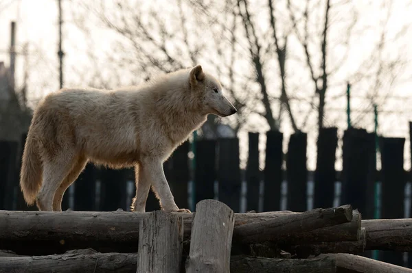 Grupo Lobos Brancos Num Jardim Zoológico Predador Branco Lobos Uivantes — Fotografia de Stock