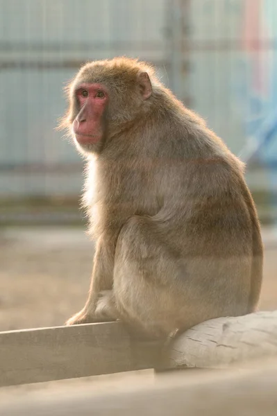Macaques Japonais Leur Vie Dans Zoo Primates Dans Cage Singes — Photo