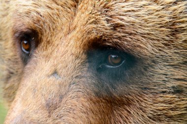 Bir ayının yakın plan portresi, kahverengi ayı kafası, büyük ayı gözleri, ormandaki ayı.