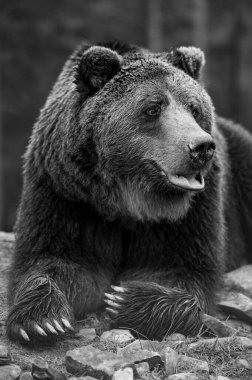 Kahverengi ayı vahşi ve tehlikeli bir hayvandır, yürüyüşten sonra dinlenir, Karpatlar 'daki Synevyr açıklarında ayılar.