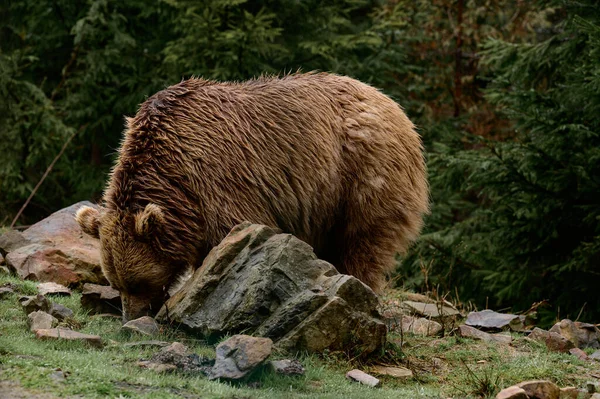 После Спячки Бурый Медведь Гуляет Лесу Поисках Пищи Карпатских Лесов — стоковое фото