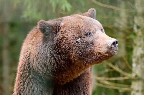 Κοντινό Πλάνο Πορτρέτο Μιας Αρκούδας Καφέ Κεφάλι Αρκούδας Μεγάλα Μάτια — Φωτογραφία Αρχείου