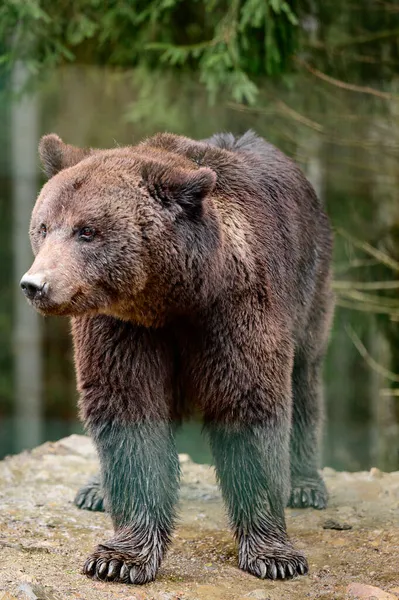 Hibernaci Medvěd Hnědý Prochází Lesem Hledá Potravu Karpatské Lesy Jejich — Stock fotografie