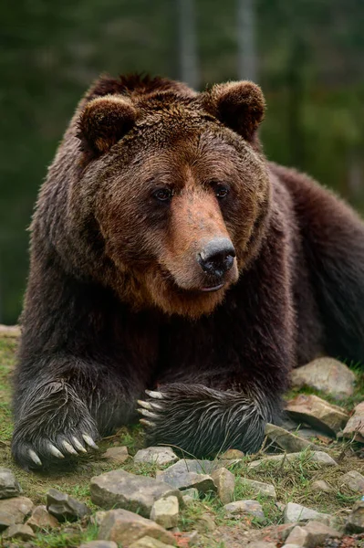 Gran Oso Pardo Acostado Gran Depredador Forestal Cerca Gran Pata — Foto de Stock